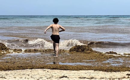 Aumento de temperaturas en mares dispara sargazo en costas de Quintana Roo; autoridades buscan evitar su proliferación