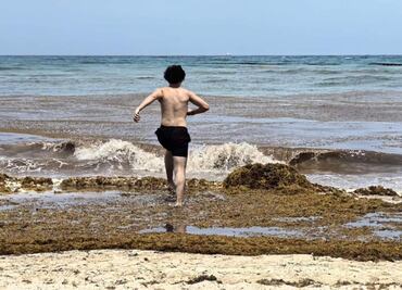 Aumento de temperaturas en mares dispara sargazo en costas de Quintana Roo; autoridades buscan evitar su proliferación