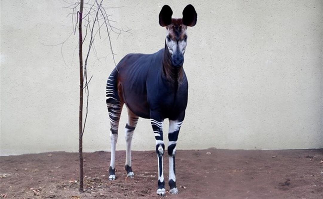 Los "okapis", también llamados "jirafas de bosque", poseen cuerpos color marrón y patas rayadas, como las de una cebra. Foto: Reuters 