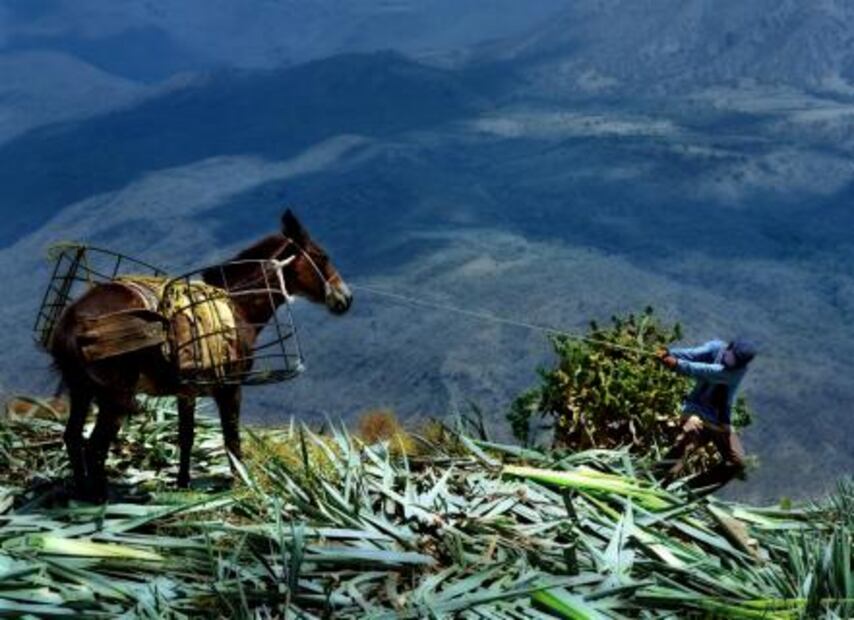 Cuándo y cómo se celebrará el primer Día Nacional del Tequila