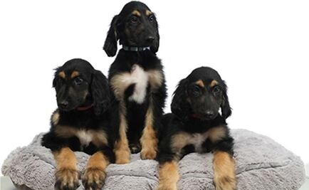 El primer perro clonado del mundo, reproducido en tres clones