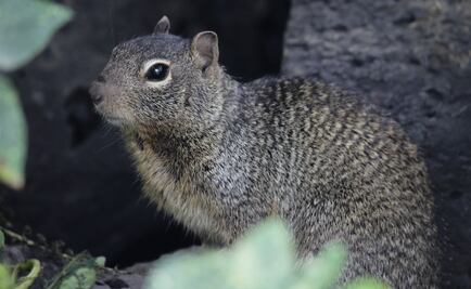 Galería. Los animales que habitan en la reserva de la UNAM