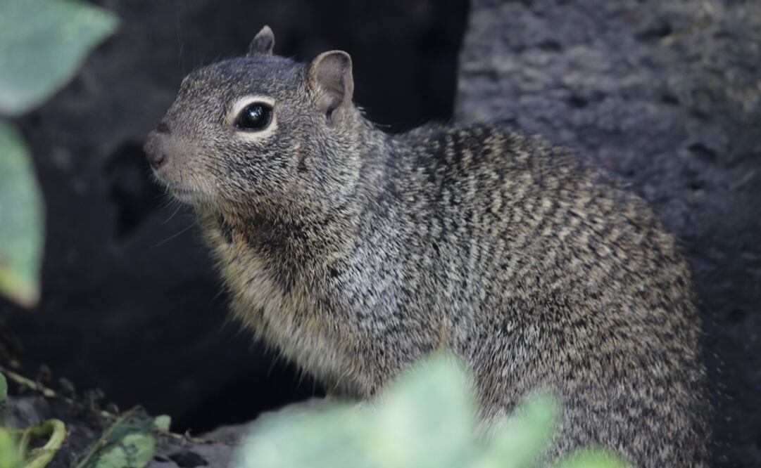 (Foto: Montserrat Peralta/El Universal)