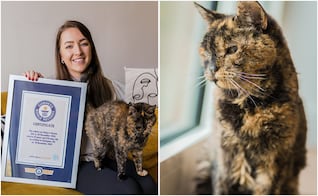 Flossie, la gata más longeva del mundo celebra sus 30 años de vida este 29 de diciembre
