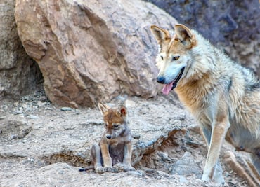 Vivimos la sexta extinción masiva de plantas y animales, aseguran expertos