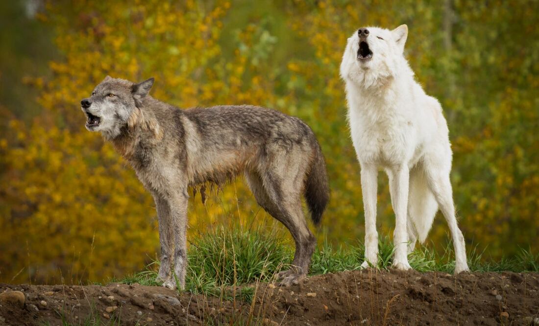 Imagen de elements.envato.com para Celsius Talks