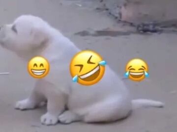 Viral: perrito creció junto a gallos y ahora cacarea como ellos