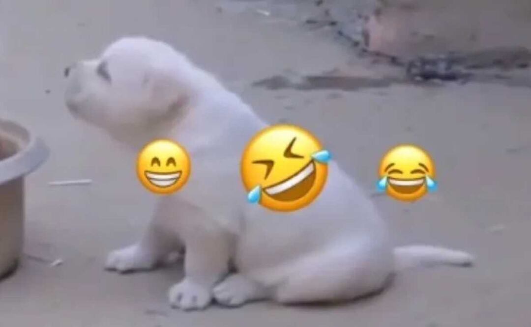 El tierno canino enterneció a usuarios de redes sociales 