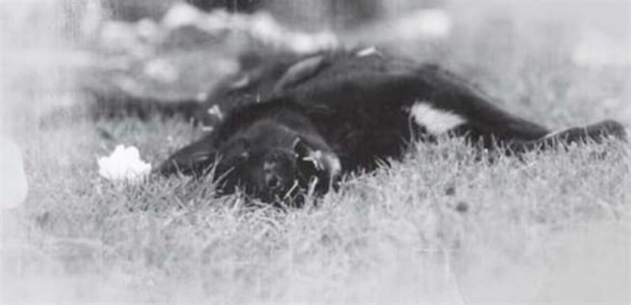 El caótico GP de México en 1970 que retiró a la F1 del país por 16 años