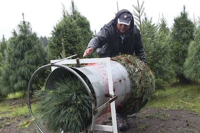 Un paseo por el Bosque de los Árboles de Navidad