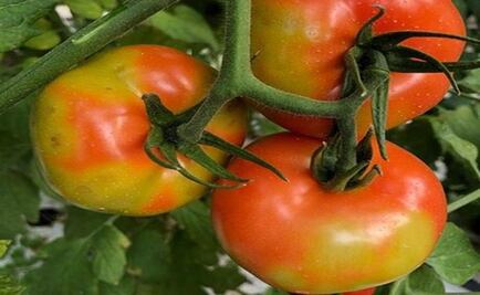 Aduanas de EU anuncian inspecciones de tomates para evitar virus