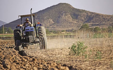 Denuncian desprotección laboral en producción de berries mexicanas