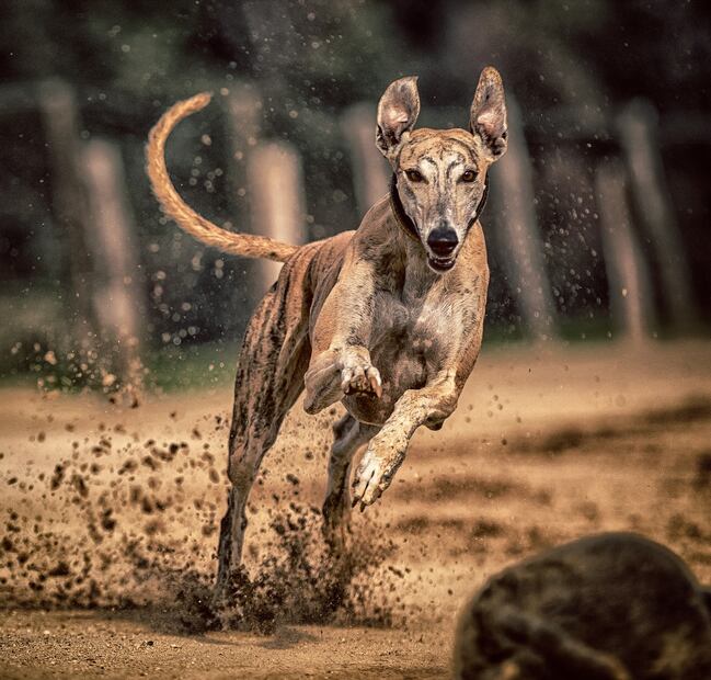 Galgo. Fuente: Pixabay