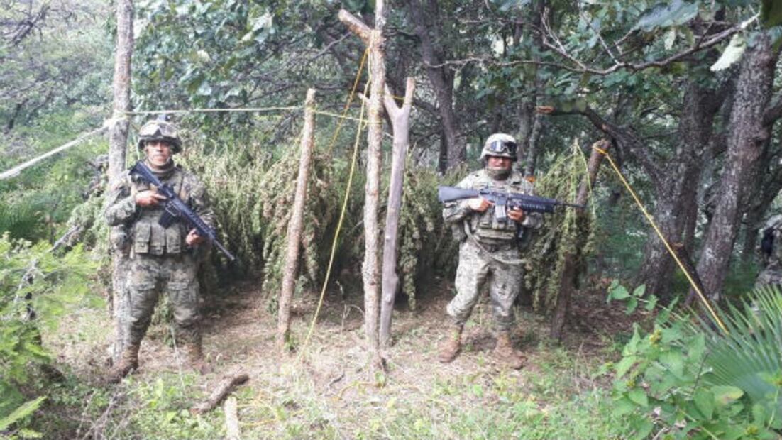 Marina erradica plantíos de amapola y marihuana en Guerrero