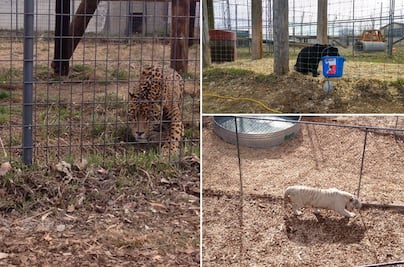 Arriban en buenas condiciones felinos a santuario de Denver 