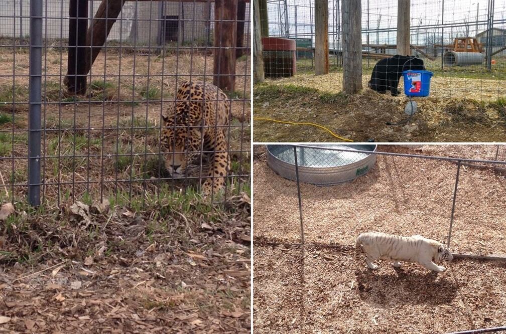 (Fotos: @PROFEPA_Mx)