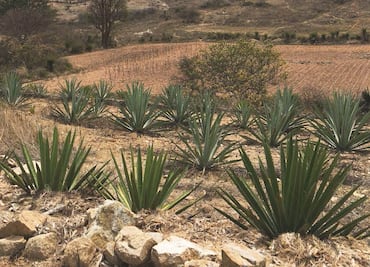 Indagan desaparición de tres turistas en la ruta del Mezcal de Oaxaca