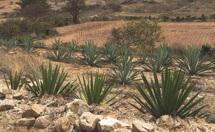 Indagan desaparición de tres turistas en la ruta del Mezcal de Oaxaca