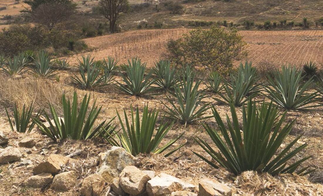 Foto: Archivo/EL UNIVERSAL