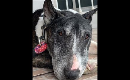 Denuncian a mujeres por presuntamente robar un perro para matarlo en San Luis Potosí