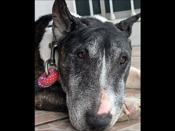 Denuncian a mujeres por presuntamente robar un perro para matarlo en San Luis Potosí