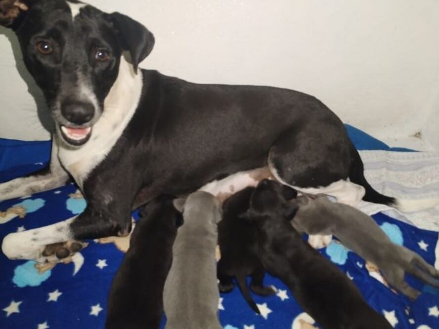 Autoridades ponen en adopción a “perritos sagrados”, los cuales fueron rescatados en la zona arqueológica de Chichén Itzá. (Foto: especial)