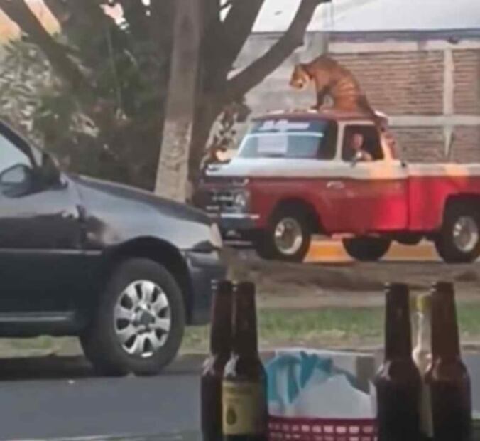 VIDEO: Pasean a tigre de bengala sobre una camioneta en Parácuaro, Michoacán
