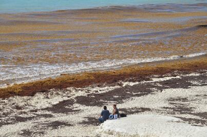 Vigilarán ruta de sargazo vía satélite