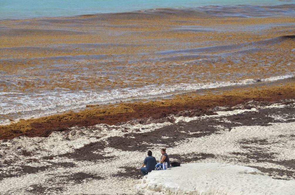 Vigilarán ruta de sargazo vía satélite