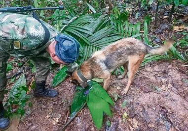 Hallan nuevos rastros de los cuatro niños desaparecidos tras accidente aéreo en Colombia