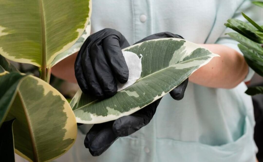 Cada planta es única, así que adapta los cuidados según sus necesidades específicas. Fuente: Freepik.