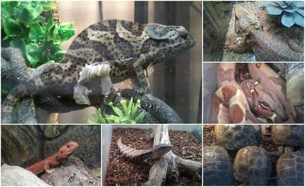 Aseguran 149 animales a tienda de mascotas en Tijuana 