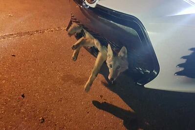 Coyote viaja en parrilla de auto y sale ileso