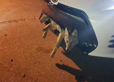 Coyote viaja en parrilla de auto y sale ileso