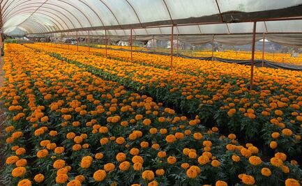 Xochimilco venderá más de 2 millones de macetas de cempasúchil en la feria de “Flores del Mictlán”