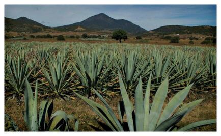 El mezcal es un destilado prehispánico