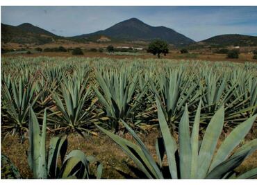 El mezcal es un destilado prehispánico