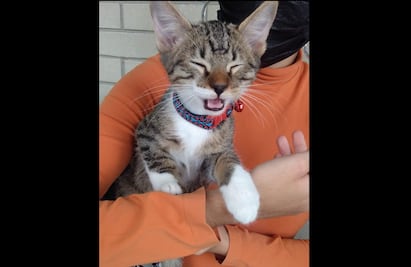 CCH Vallejo sin videos de la muerte de Haru porque cámaras no sirven desde febrero… ¡Del año pasado!