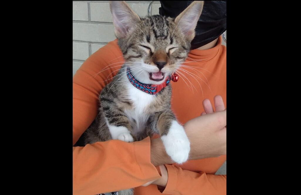 FOTO: Archivo/EL UNIVERSAL/