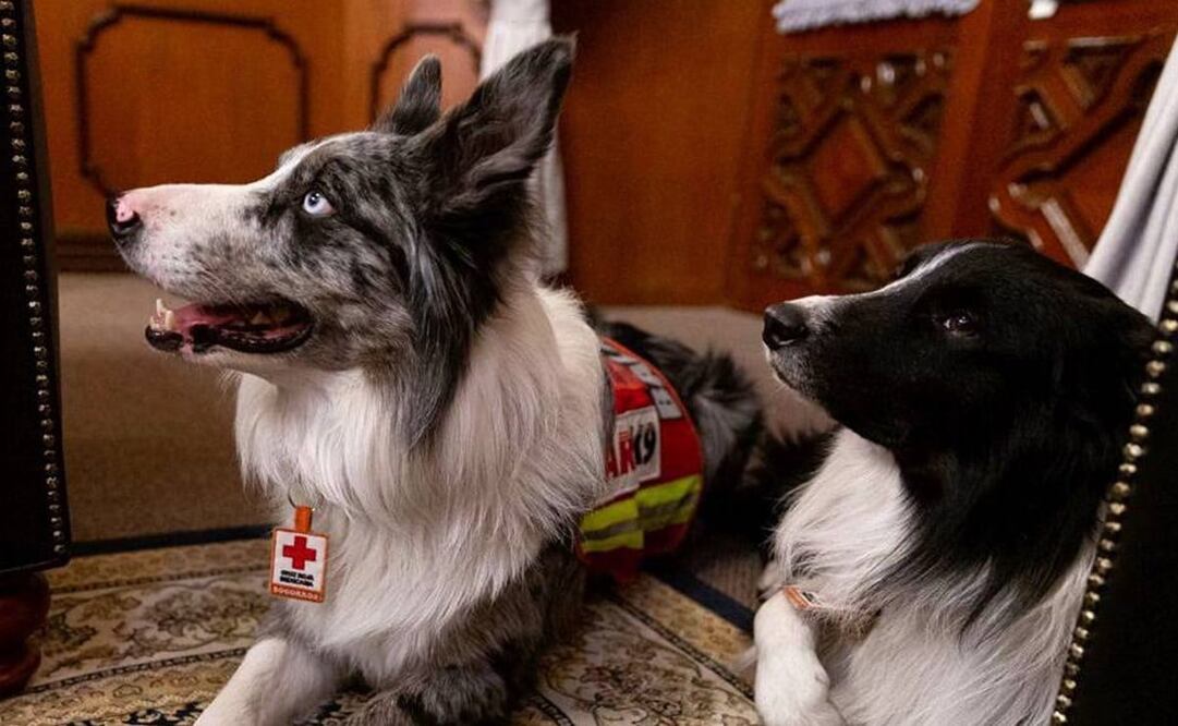 Los perros rescatistas pasaron 11 días en Turquía para labores de rescate. Foto: Facebook Gobierno de Querétaro