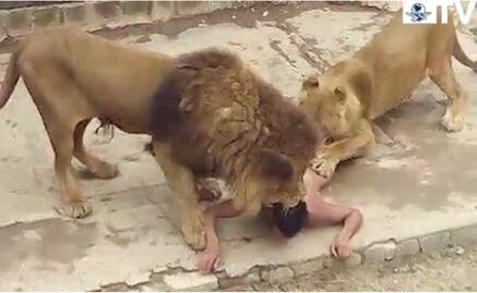 Sacrifican a dos leones para salvar a suicida que entró a su jaula, en zoológico de Chile