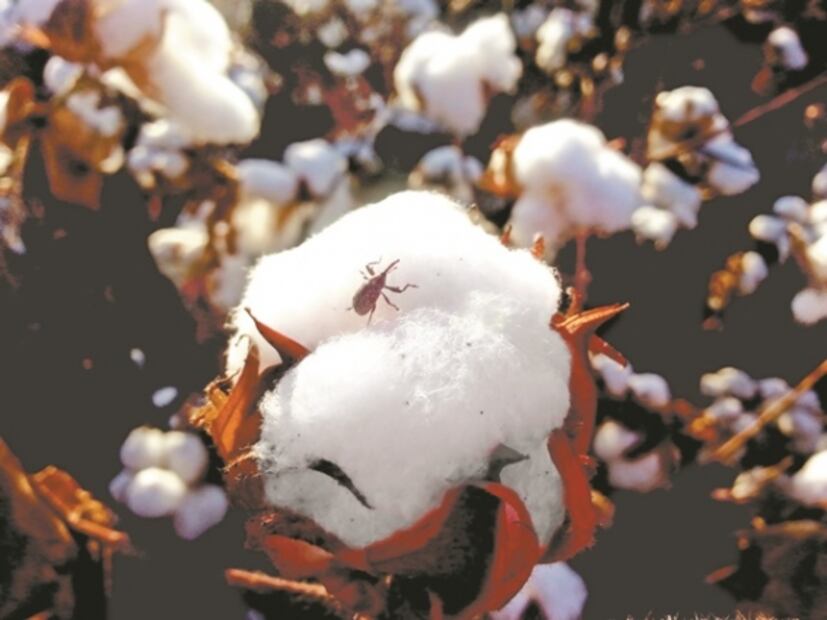 Pesticidas, el veneno que se queda hasta 5 décadas