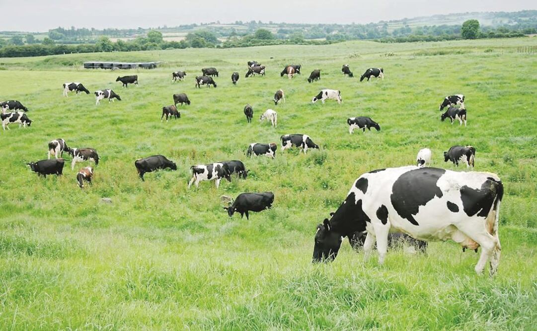 Corrupción, en planta pasteurizadora de leche