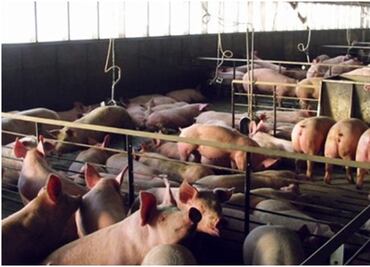 Porcicultores yucatecos toman acciones para no contaminar el agua; buscan hacer granjas más sostenibles