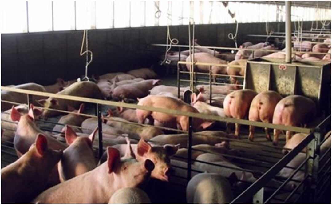 Con esta medida se presenta una reducción en el volumen de agua utilizada para cada cerdo, pasando de gastar 100 litros a solo 20 (4/01/2025). Foto: Especial