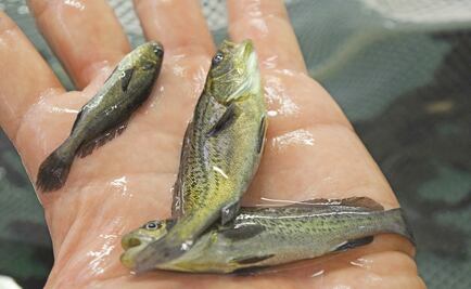 Arrestan a 4 personas con totoaba en Baja California