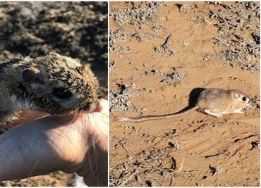 Reaparece rata canguro que se creía extinta en Baja California