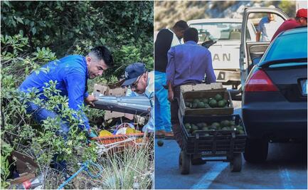 Mientras unos rescatan, otros rapiñan aguacate tras choque en carretera de Tamaulipas
