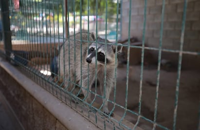 Trasladan 89 animales del zoológico de Guasave al de Culiacán