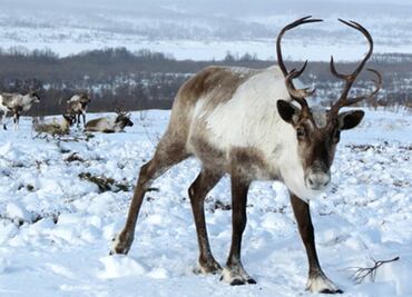 La población de reno en el Ártico ha disminuido